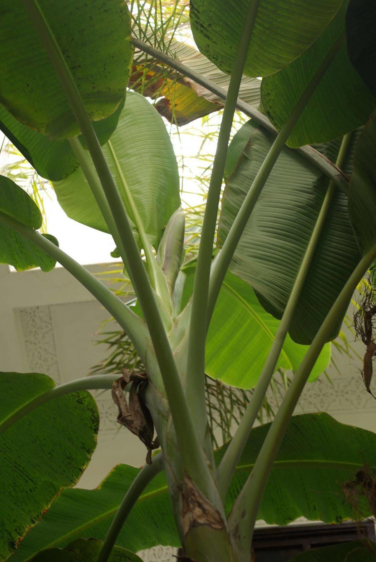 Riad Abaca Badra Marrakesh Ngoại thất bức ảnh